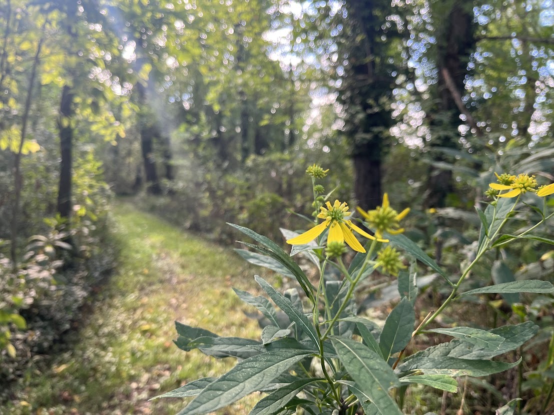 Outdoor Loop Trail with Flower 